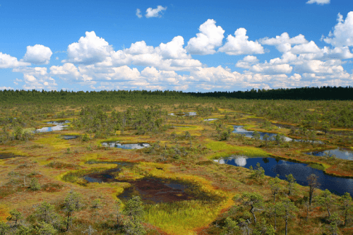 Peat Printing as Concrete Alternative